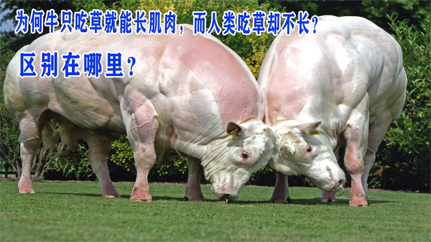 为何牛只吃草就能长肌肉，而人类吃草却不长？区别在哪里？
