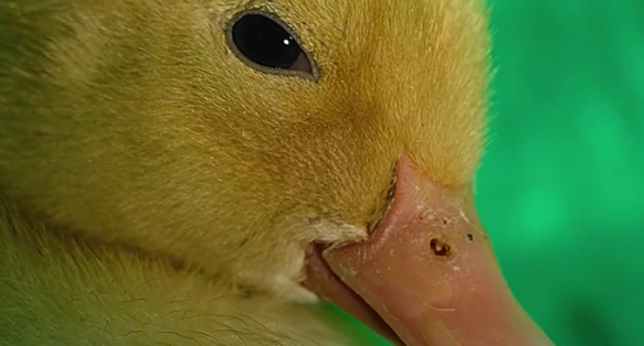 记录片《微观世界之小黄鸭》影评 解说素材 观后感