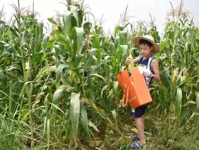 《玉米地里的小孩》电影解说文案